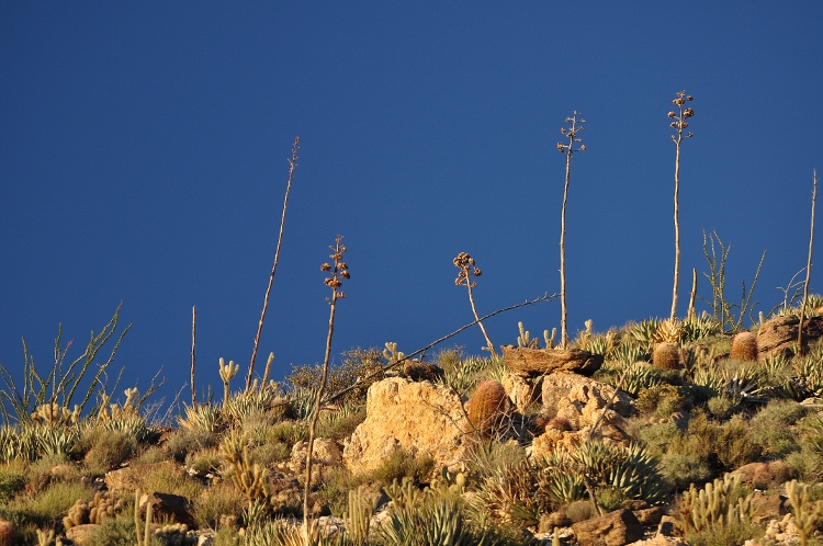 rocky ridge with flora at top
